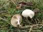 Mezei tölcsérgomba (Clitocybe rivulosa), Somogy. Krémszínű, sűrű, tönkhöz nőtt, vagy enyhén lefutó lemezek